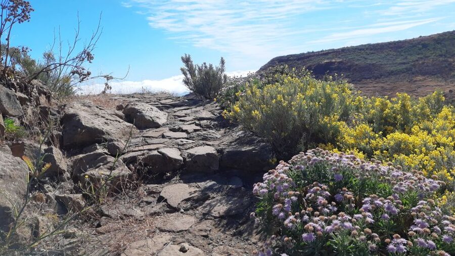Gran Canaria: Full-Day Guided Hiking With Snacks - Why this hike feels different: routes picked for weather and blooming season