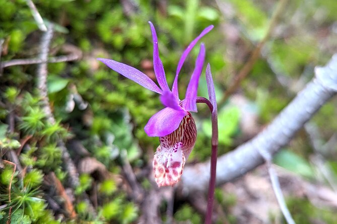 Guided Alpine Lake Float and Hike - Southern Bitterroot Mountains - Safety and guide expertise you can feel in the pacing