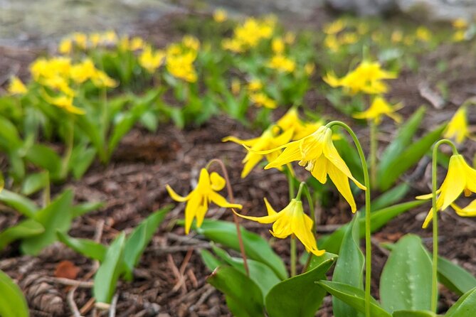 Guided Alpine Lake Float and Hike - Southern Bitterroot Mountains - Price and value: $169 for gear, safety, and a guided nature day