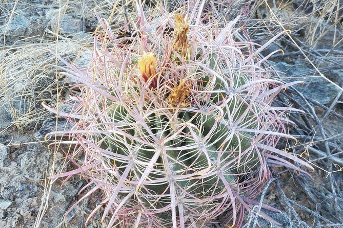 Guided Desert Sunrise or Evening/Sunset 2-Hour Hike at South Mtn - Key highlights you’ll care about