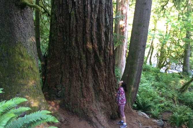 Guided forest hike to Seattle waterfalls incl. Snoqualmie Falls - Your Day Starts in Seattle: 415 Pine St Pickup and a Small Group
