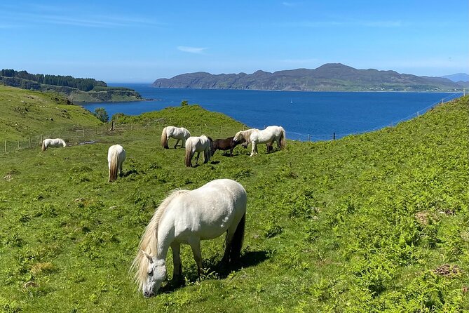 Guided Hebridean Farm Hike near Tobermory, Isle of Mull, Scotland - The climb to Meadow Ridge: wild flowers and sea views in one breath