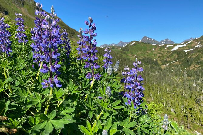 Guided Hike in Sitka, Alaska - What’s Included: The Small Stuff That Makes a Big Difference