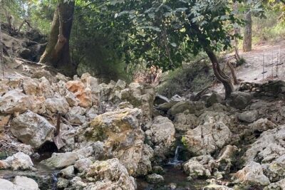Guided hike to the seven springs from Archangelos - First Stretch: Olive Groves, Growing Vegetation, and the Stream