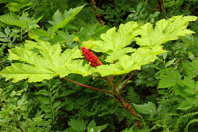 Guided Hike | TONGASS NATIONAL FOREST - A 2-hour Tongass hike that fits a cruise port day