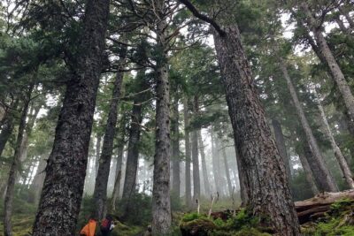 Guided Hike | TONGASS NATIONAL FOREST - Harrigan Centennial Hall meet-up and the quick start you need