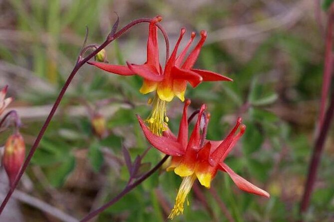 Guided Hike | TONGASS NATIONAL FOREST - Wildlife expectations: beautiful forest life, not a guaranteed animal safari