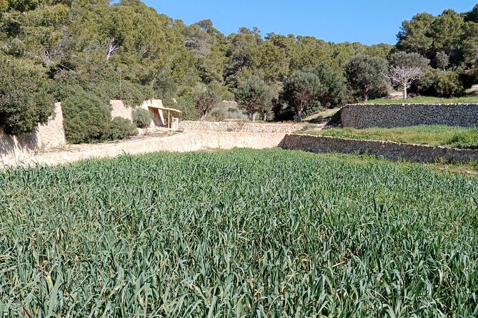 Guided Kayak & Hike from Sant Elm to Sa Dragonera - Paddle back to Sant Elm: finish with an easy reset
