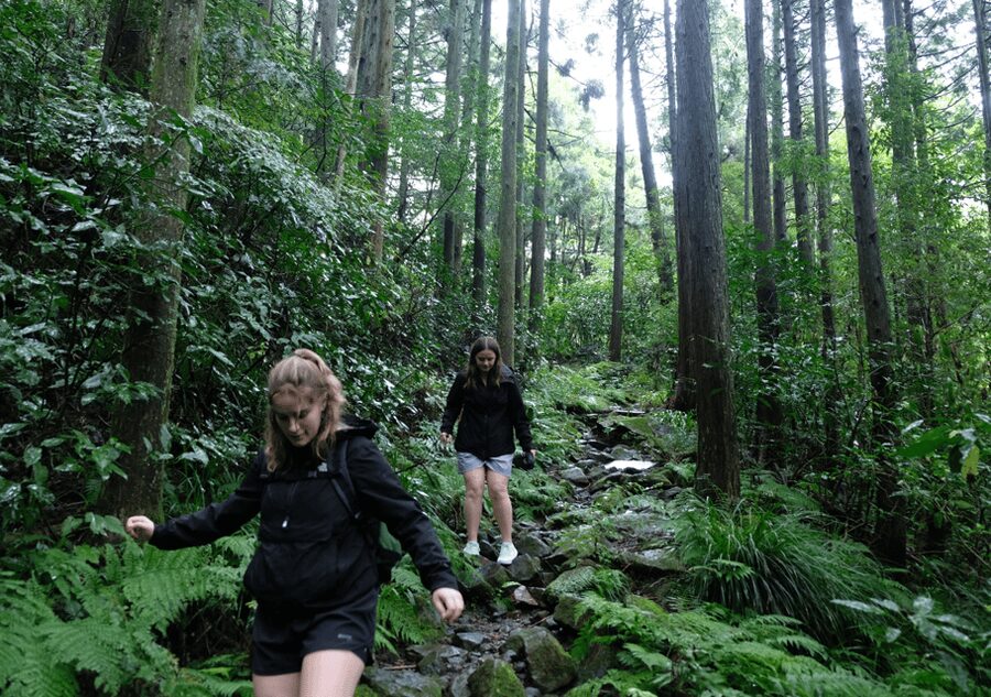 Hakone Hachiri: Old Tokaido Highway Hiking Tour - The ancient cedar avenue: 400-year trees you can actually feel