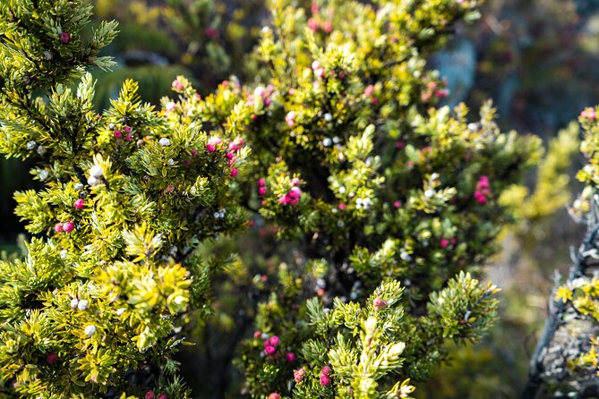 Haleakala Crater Hiking Experience - The Ecology Lesson: What You Might See in a Sacred Park