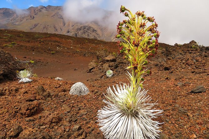 Haleakala Summit Best Self-Guided Bike Tour with Bike Maui - What to bring (and what to skip) for a smoother Haleakala day
