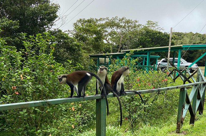Half Day Grenada Seven Sisters, Grand Etang Nature Center Hiking Tour - Trading beaches for a rainforest workout