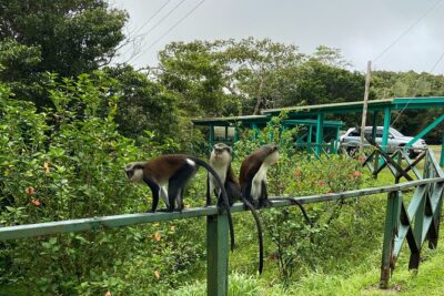 Half Day Grenada Seven Sisters, Grand Etang Nature Center Hiking Tour - Seven Sisters Falls: the hike you’ll remember