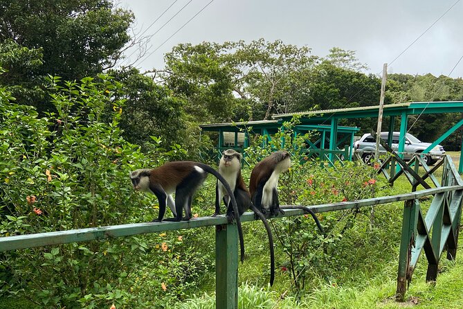 Half Day Grenada Seven Sisters, Grand Etang Nature Center Hiking Tour - Seven Sisters Falls: the hike you’ll remember