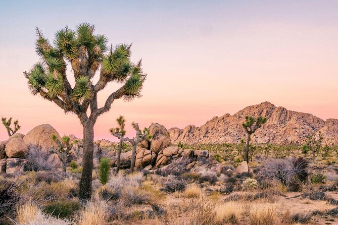 Half-Day Guided Hike in Joshua Tree National Park - Key highlights you’ll feel on the hike