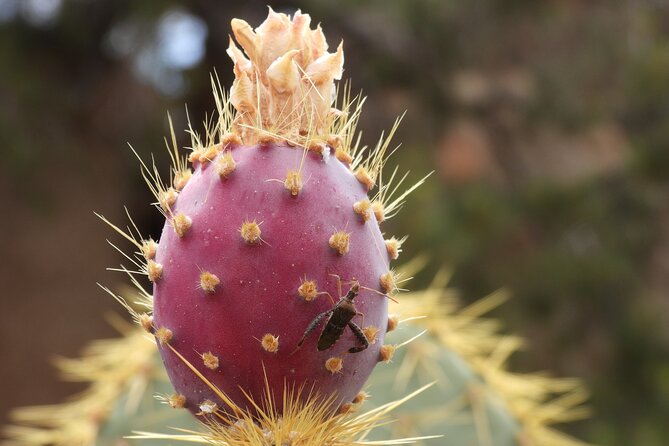Half-Day Guided Hike in Joshua Tree National Park - The half-day plan: what happens once you’re in Joshua Tree