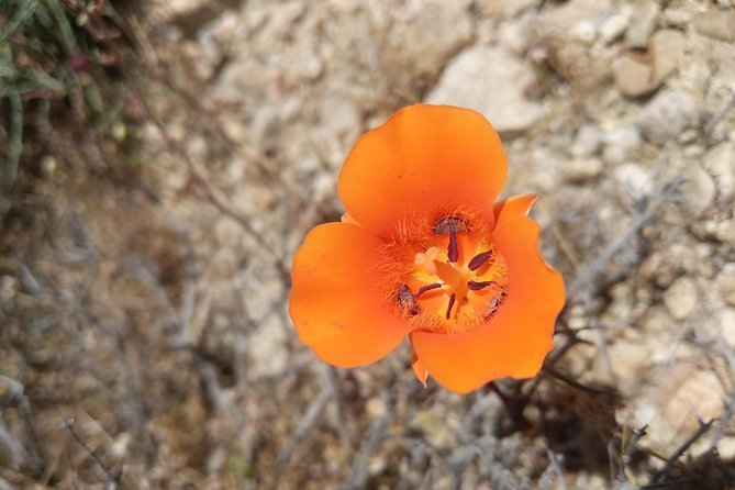 Half-Day Guided Hike in Joshua Tree National Park - Weather, wind, and how guides handle real desert conditions