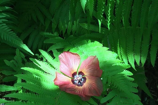 Half-Day Guided Hike to Afareaitu Waterfall - Price and timing on Moorea: what $97.17 actually buys you