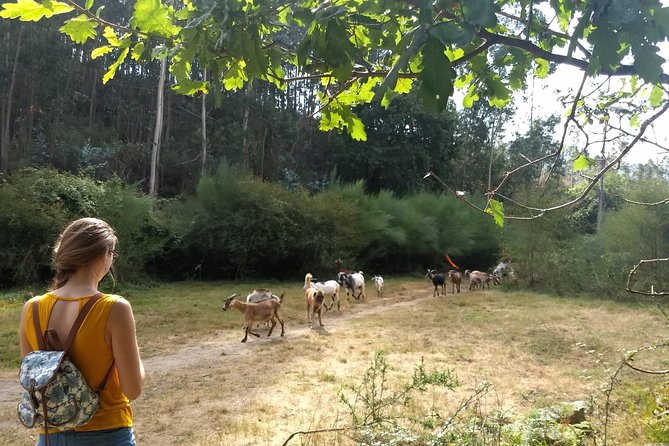 Half-day Hike & Picnic with Dog Love in Porto's Mountains - On-Trail Help from Ricardo and Shy: Small-Group Magic