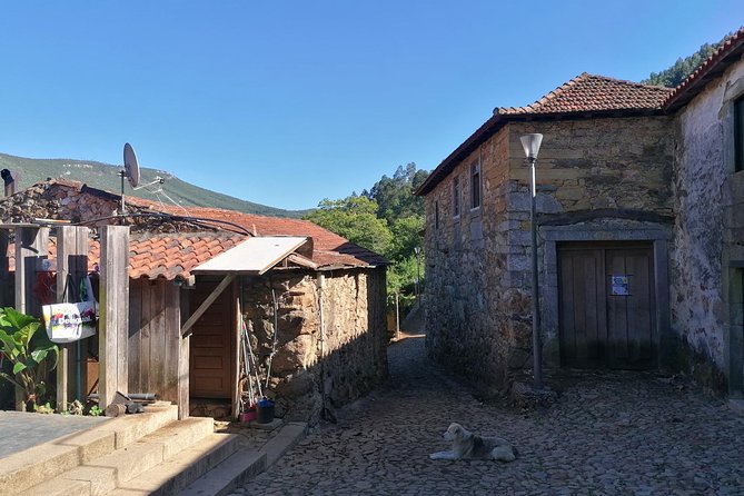 Half-day Hike & Picnic with Dog Love in Porto's Mountains - Price and Value: Is $59.28 Worth It?