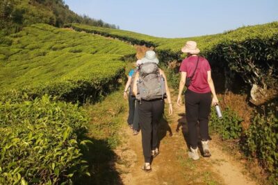 Half Day Hiking in Munnar Trekking Tour - Tea plantations and jungle paths: what your guide actually does