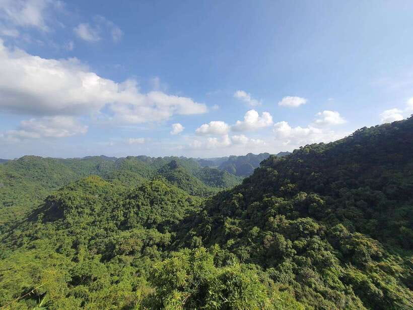 Half Day Hiking to Cat Ba National Park with a Guide - Key highlights worth carving into your schedule