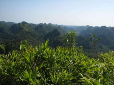 Half Day Hiking to Cat Ba National Park with a Guide - Pickup and the 4-hour flow (so you don’t feel rushed)