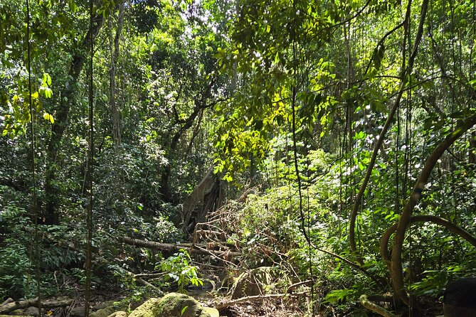 Half-Day St. Kitts Rainforest Hike - Private pickup and a max-10 group on St. Kitts