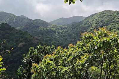Half-Day St. Kitts Rainforest Hike - Waterfalls, views, and wildlife spotting reality checks