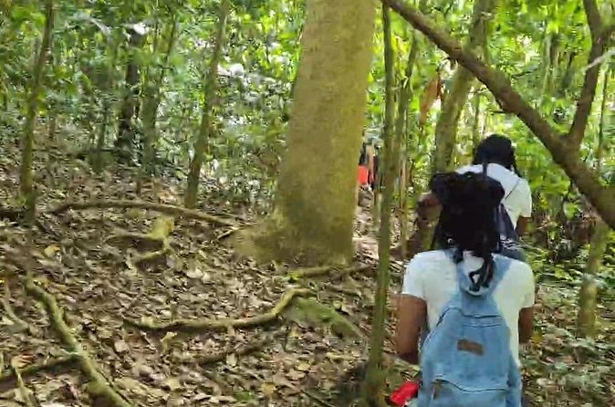 Half-Day St. Kitts Rainforest Hike - FAQ