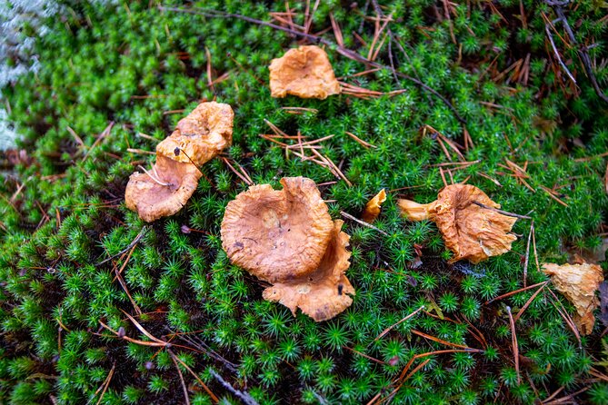 Helsinki: Nuuksio National park hiking with campfire lunch - Who should book this Nuuksio campfire hike (and who should skip)