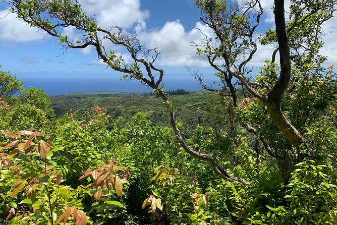 Hike Honolua Ridgeline - Why the Honolua Ridgeline Feels Like More Than a Walk