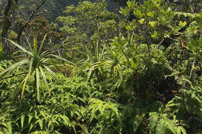 Hike Honolua Ridgeline - Walking Sticks, Pineapple, and Those Little Details