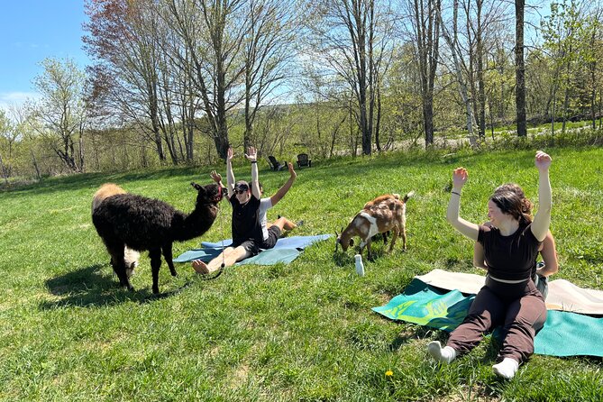 Hike & Lunch with Llamas - The llama and goat walk: calm pace, countryside route, easy for most people
