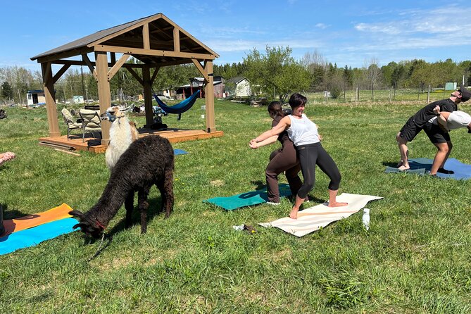 Hike & Lunch with Llamas - Lunch with llamas: wood-fired pizza in the outdoor farm backdrop
