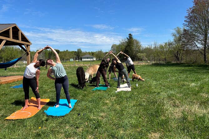 Hike & Lunch with Llamas - Practical tips: make it an easy yes