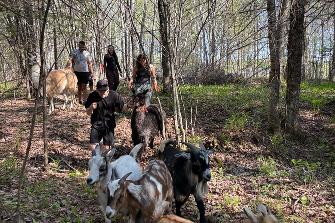 Hike & Lunch with Llamas - Should you book Hike & Lunch with Llamas?