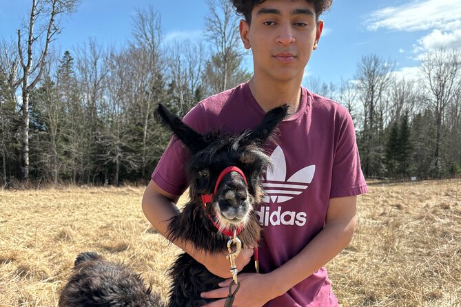 Hike & Lunch with Llamas - Barnyard animals and a petting zoo you can actually interact with