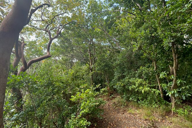 Hike St Kitts: Wingfield Rainforest and Romney Experience - A touristy trailhead, plus real hiking effort