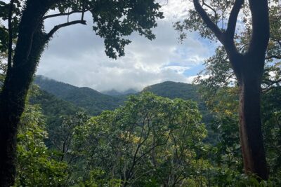 Hike St Kitts: Wingfield Rainforest and Romney Experience - Key highlights you’ll feel on the day