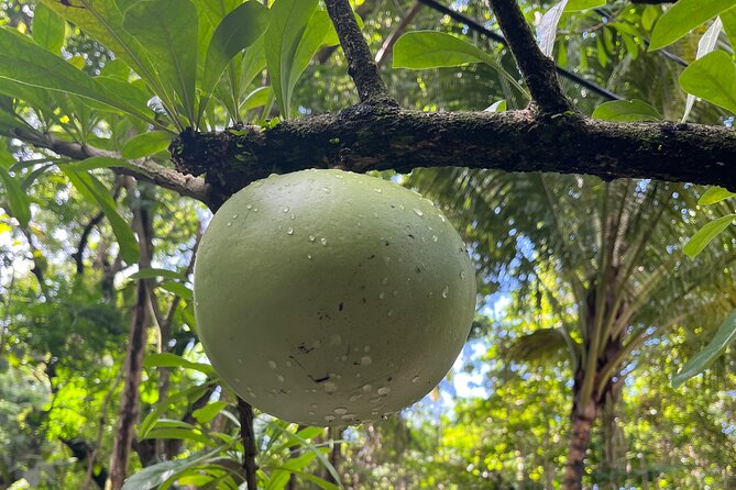 Hike St Kitts: Wingfield Rainforest and Romney Experience - The 1,100 ft overlook: why that view is a big deal