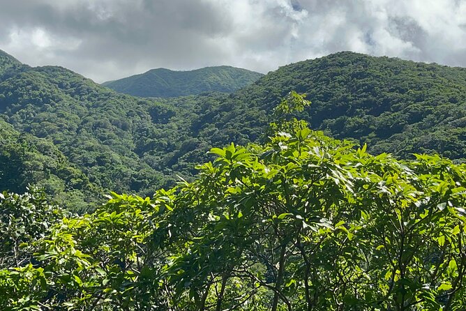Hike St Kitts: Wingfield Rainforest and Romney Experience - Meeting the rainforest on a human scale: duration and pacing