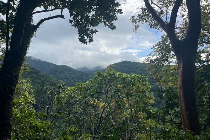 Hike St Kitts: Wingfield Rainforest and Romney Experience - Key highlights you’ll feel on the day