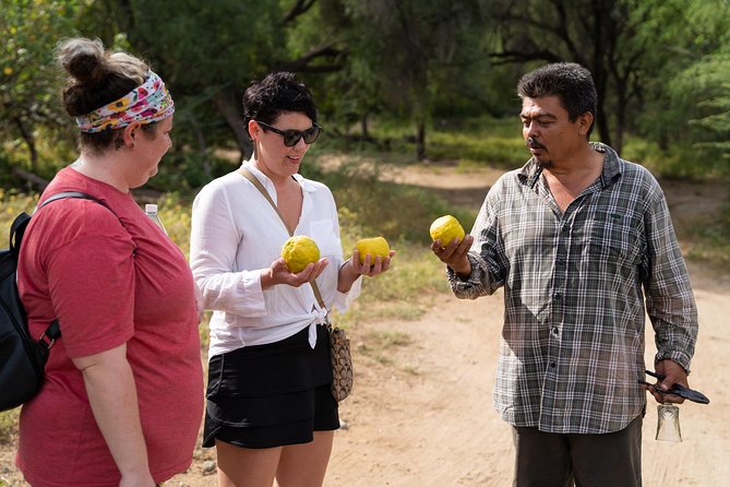 Hike the native Pericu road in Sierra de la Laguna. - Damiana tasting and rancho lunch: Baja culture at table level