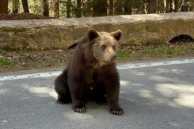 Hike to Poenari Fortress, Vidraru Dam, Argeș Monastery - Private - Guides matter: what you can expect from English-led private hosting