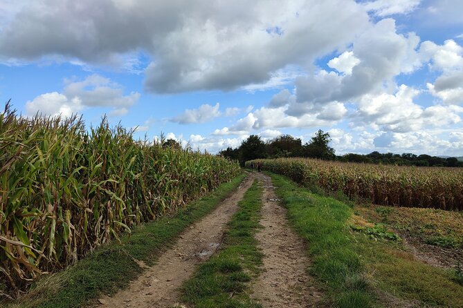 Hiking Adventure in Van Gogh's Footsteps with 6 miles walk - Cost and value: is $96.79 actually fair here?