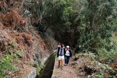 Hiking and Trekking tours in Madeira - Why the guide talk matters: spotting endemic flora and fauna in English