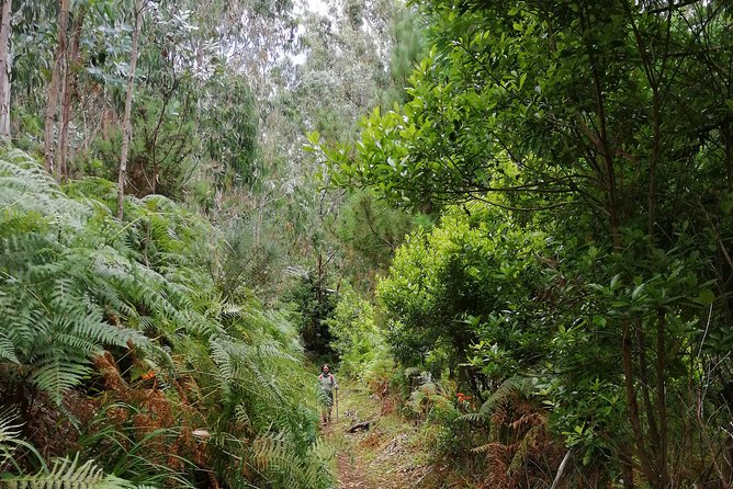 Hiking and Trekking tours in Madeira - Who this Madeira Mountain Tours hike fits best