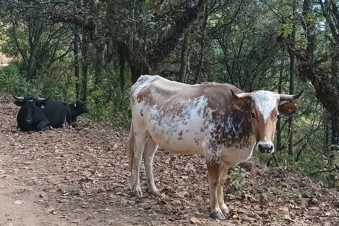Hiking in Sierra Norte the most spectacular trails in Oaxaca - Who This Sierra Norte Hike Fits Best