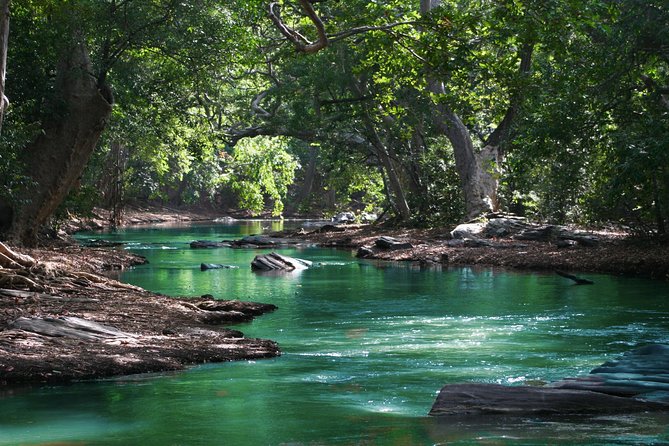 Hiking in the Black River Gorges National Parc - Native Forest - Flora and fauna education: the guide turns nature into a story